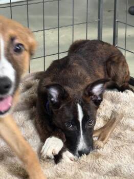 Puppy Pineapple -  Collie Dog for Adoption in Cuyahoga Falls, Ohio - Puppy Pineapple | PetCurious