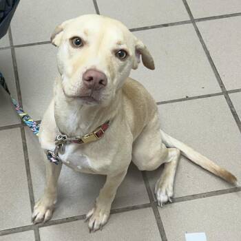 Suki -  Yellow Labrador Retriever Dog for Adoption in Starkville, Mississippi - Suki | PetCurious