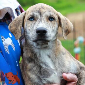 Mountain Cur and Mixed Breed Dogs Available for Adoption in Stormville, New York - CT Tiger Dude | PetCurious