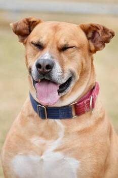 Rescue Mixed Breed Dogs for Adoption in Davenport, Iowa - Scooby | PetCurious