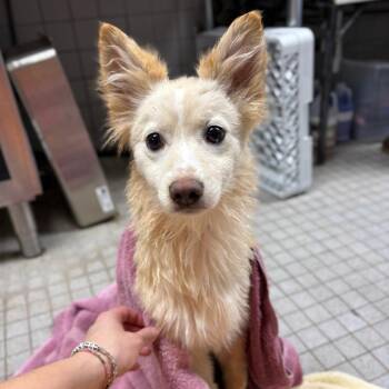 Mixed Breed Dogs Available for Adoption - Valentine | PetCurious