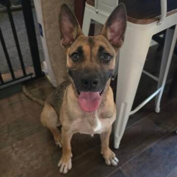 Sasha -  Shepherd Dog for Adoption in Austin, Arkansas - Sasha | PetCurious
