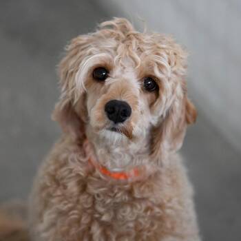 Ollie Pop (AG26-179) -  Cavalier King Charles Spaniel and Miniature Poodle Dog for Adoption in Peyton, Colorado - Ollie Pop (AG26-179) | PetCurious