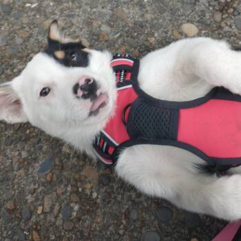 Australian Shepherd Dogs Available for Adoption in Newport, Washington - Eclipse | PetCurious