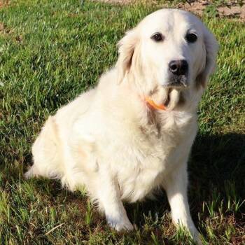Abby -  Golden Retriever Dog for Adoption in Northbrook, Illinois - Abby | PetCurious