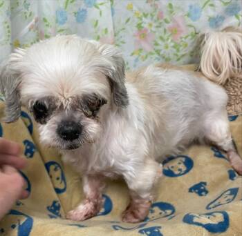 WREN -  Shih Tzu Dog for Adoption in Rosenberg, Texas - WREN | PetCurious