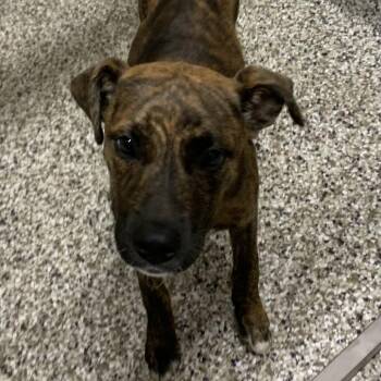 Zinnia -  Plott Hound and Mixed Breed Dog for Adoption in Morganton, North Carolina - Zinnia | PetCurious