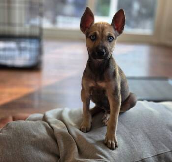 German Shepherd Dog and Husky Dogs Available for Adoption in Collingswood, New Jersey - Cloe & Siblings | PetCurious