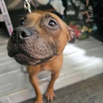 Twindle -  Mixed Breed Dog for Adoption in New York, New York - Twindle | PetCurious