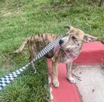 Maple -  Terrier and Pit Bull Terrier Dog for Adoption in Annapolis, Maryland - Maple | PetCurious