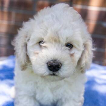 Poodle and Bichon Frise Dogs Available for Adoption in Titusville, Florida - Snickers | PetCurious