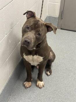 SHELDON -  Pit Bull Terrier and Mixed Breed Dog for Adoption in Indianapolis, Indiana - SHELDON | PetCurious