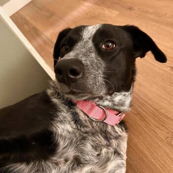 Lucie D69273 -  Australian Cattle Dog Blue Heeler and Mixed Breed Dog for Adoption in Minnetonka, Minnesota - Lucie D69273 | PetCurious