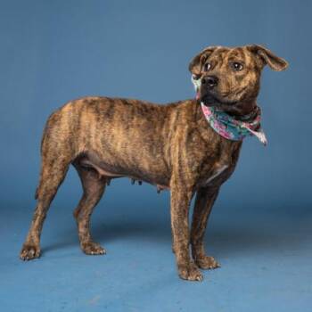 Sweetie -  Pit Bull Terrier and Mixed Breed Dog for Adoption in Atlanta, Georgia - Sweetie | PetCurious