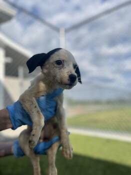 Border Collie Dogs Available for Adoption in Liberty, Missouri - California | PetCurious