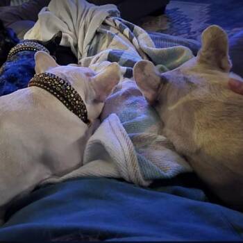 French Bulldog Dogs Available for Adoption in Austin, Texas - Theo | PetCurious