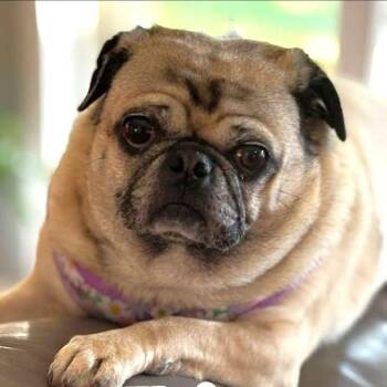 Rescue Pug Dogs for Adoption in Alvin, Texas - Elvira | PetCurious