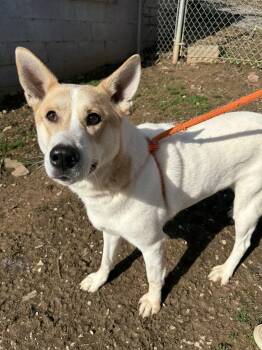 Husky Dogs Available for Adoption - Sophie | PetCurious