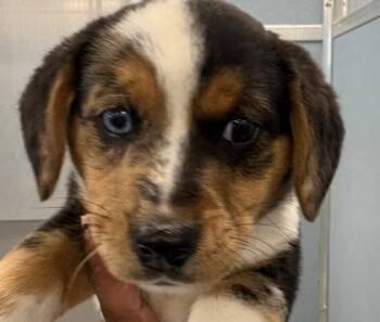 Mixed Breed Dogs Available for Adoption - Abby | PetCurious