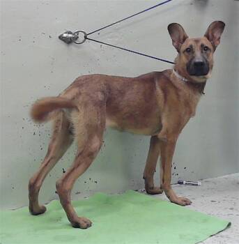 TJ -  Belgian Shepherd Malinois and Mixed Breed Dog for Adoption in Houston, Texas - TJ | PetCurious