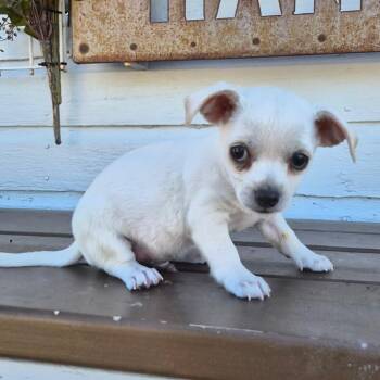Wafer -  Terrier and Chihuahua Dog for Adoption in Prescott, Arizona - Wafer | PetCurious