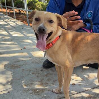 Kasey -  Labrador Retriever Dog for Adoption in Ojai, California - Kasey | PetCurious