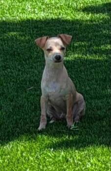 Cyprus -  Mixed Breed Dog for Adoption in Chino Valley, Arizona - Cyprus | PetCurious