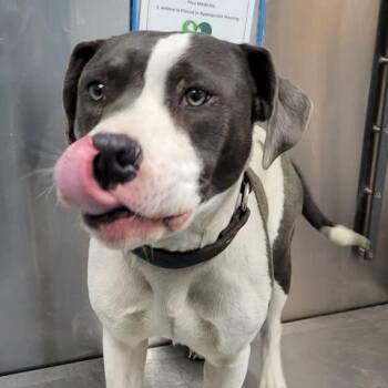 Rescue American Bully Dogs for Adoption in Orangeburg, South Carolina - Buzz | PetCurious