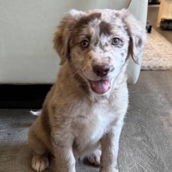 Australian Shepherd Dogs Available for Adoption - Marley | PetCurious