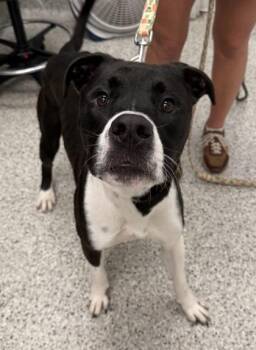 Draco -  Pit Bull Terrier and Mixed Breed Dog for Adoption in Kansas City, Missouri - Draco | PetCurious