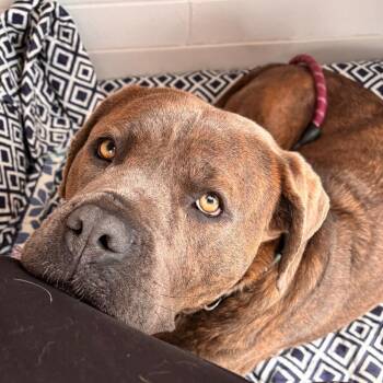 Millie -  Cane Corso Dog for Adoption in Edmonton, Alberta - Millie | PetCurious