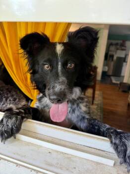 Faith Heel -  Australian Shepherd and Border Collie Dog for Adoption in Chattanooga, Tennessee - Faith Heel | PetCurious