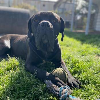 Rescue Cane Corso Dogs for Adoption in Hinesville, Georgia - Saki | PetCurious