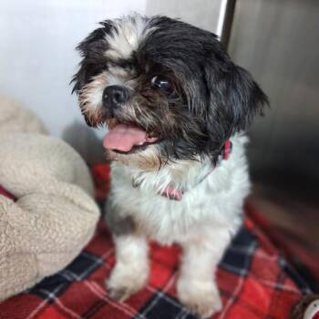 Priscilla -  Shih Tzu Dog for Adoption in Denison, Texas - Priscilla | PetCurious