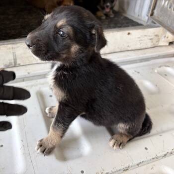 Shepherd Dogs Available for Adoption in Edinburg, Texas - Jolene | PetCurious