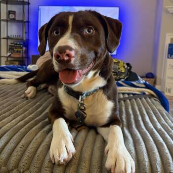Otter -  Chocolate Labrador Retriever and Basset Hound Dog for Adoption in Louisville, Kentucky - Otter | PetCurious
