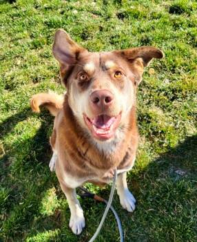 Rescue Siberian Husky Dogs for Adoption in Pocatello, Idaho - Rusty | PetCurious