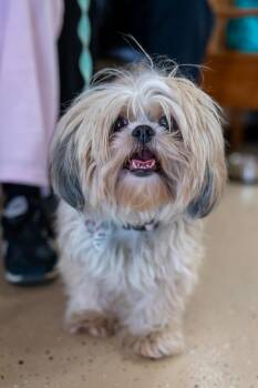 Shih Tzu Dogs Available for Adoption in Mundelein, Illinois - Bambi | PetCurious