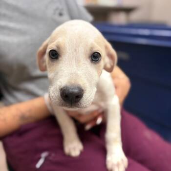 Dobby -  Mixed Breed Dog for Adoption in Ardmore, Oklahoma - Dobby | PetCurious