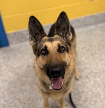 Eva -  German Shepherd Dog Dog for Adoption in Golden, Colorado - Eva | PetCurious