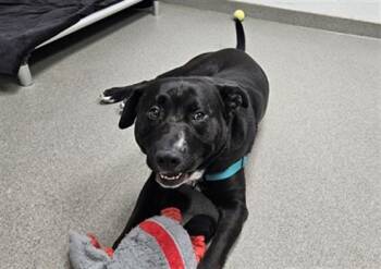 CHANCE -  Labrador Retriever and Mixed Breed Dog for Adoption in Omaha, Nebraska - CHANCE | PetCurious