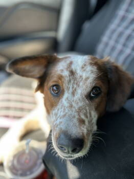 Rescue Australian Cattle Dog Blue Heeler and Spaniel Dogs for Adoption - Charli | PetCurious