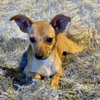 Rescue Chihuahua Dogs for Adoption in San Diego, California - Penny | PetCurious