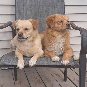 Bear Claw -  Mixed Breed Dog for Adoption in Matteson, Illinois - Bear Claw | PetCurious