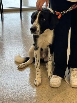 River -  Great Pyrenees and Mixed Breed Dog for Adoption in Fishers, Indiana - River | PetCurious