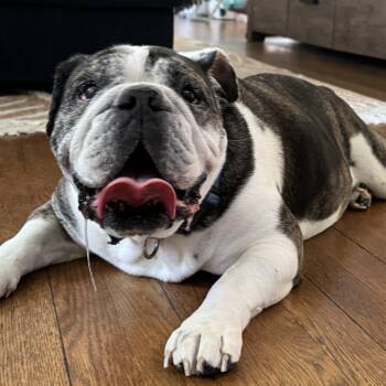 Ru -  English Bulldog Dog for Adoption in Richmond, Virginia - Ru | PetCurious