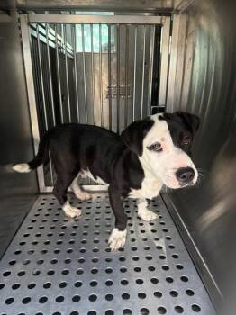 Mixed Breed Dogs Available for Adoption in Dallas, Texas - MELO | PetCurious