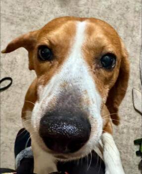 Beagle Dogs Available for Adoption in Alexander, Arkansas - Frank (in New England) | PetCurious