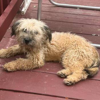 Ellerby -  Wheaten Terrier and Mixed Breed Dog for Adoption in Fredericksburg, Virginia - Ellerby | PetCurious