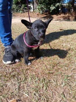 Rescue Labrador Retriever Dogs for Adoption in Smyrna, Georgia - Simon | PetCurious